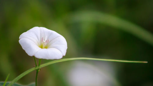 Close-up of white flowers