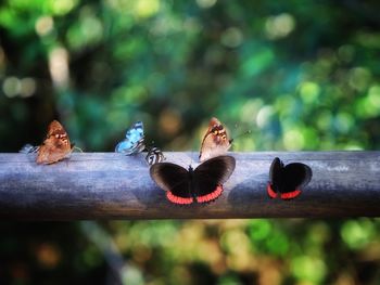 Close-up of birds perching on wood