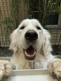 Close-up portrait of a dog