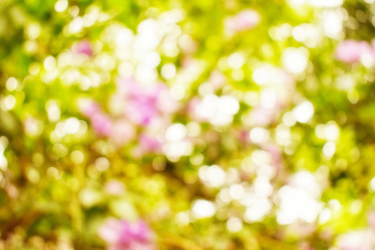 DEFOCUSED IMAGE OF PLANTS