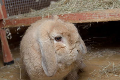 Close-up of a rabbit in cage