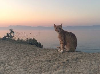 Cat sitting by sea against clear sky during sunset