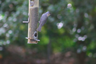 Bird flying