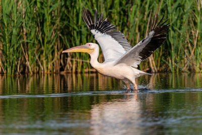 View of a bird flying over lake