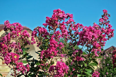 Pink flowers blooming on tree against clear sky