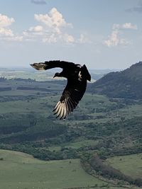 Bird flying over mountain against sky