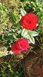 Close-up of red flowers blooming outdoors