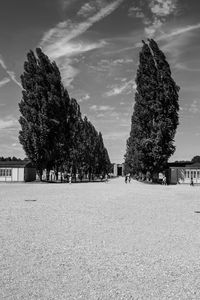 Trees on field against sky