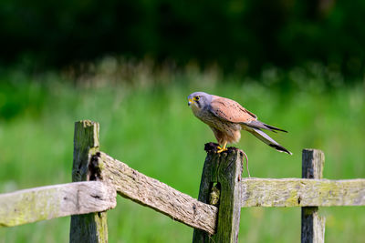 Kestrel, falco tinnunculus,perched on a post on famland