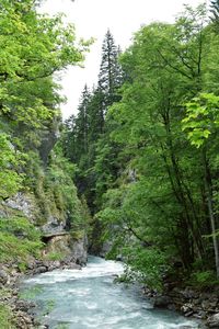 Scenic view of river amidst trees in forest