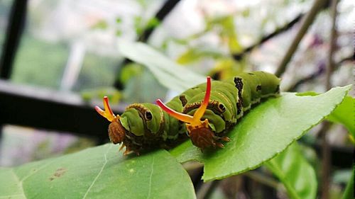 Close-up of insect on leaf