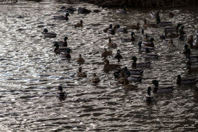 Birds in water