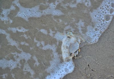 High angle view of crab on beach