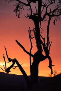 Silhouette of trees at sunset