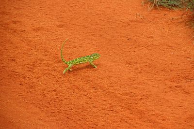 Chamäleon on a red land in tsavo africa