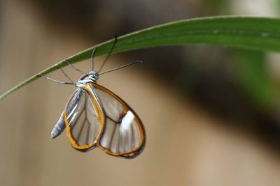 Close-up of butterfly