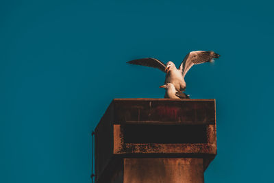 Low angle view of seagull flying against clear blue sky