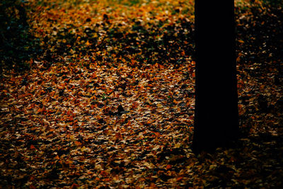 Close-up of autumn leaves