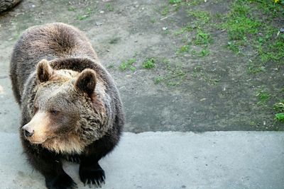 High angle view of bear standing on field