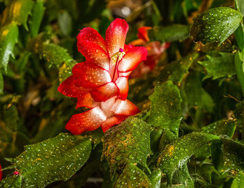 Close-up of wet red flowers blooming outdoors