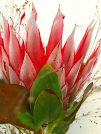 Close-up of red leaves