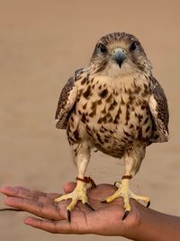 Close-up of a hand holding bird