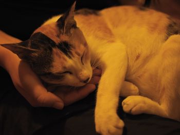 Close-up of cat lying on man