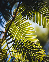 Low angle view of palm tree leaves