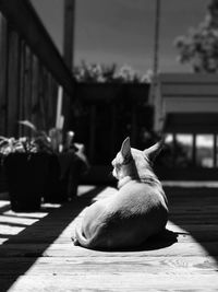 Close-up of dog sitting outdoors