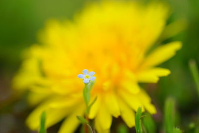 Close-up of yellow flower