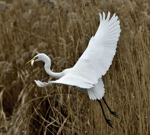 Close-up of white bird