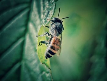 Close-up of insect