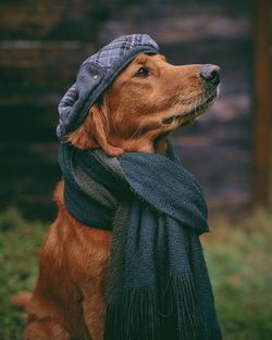 Close-up of a dog looking away