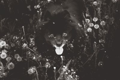 Portrait of dog standing outdoors