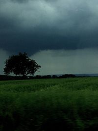 Trees on field against sky