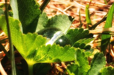 Close-up of green leaves on plant