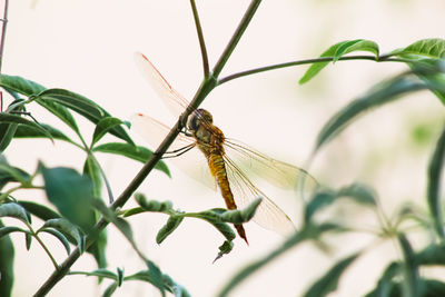 Close-up of insect on leaf