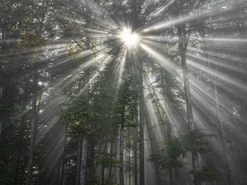 Low angle view of sunlight streaming through trees in forest