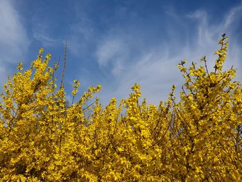 Low angle view of yellow flowering plants against sky