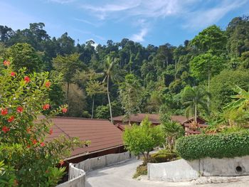 Trees and plants growing on land against sky