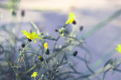 Close-up of yellow flowering plant