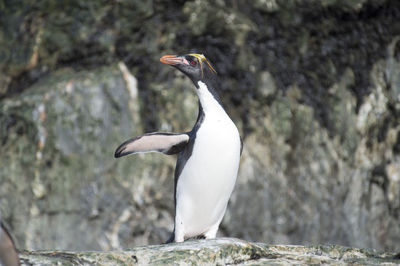 Close-up of penguin