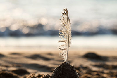 Close-up of feather plant on land