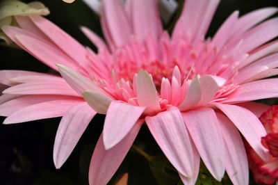Macro shot of pink flower