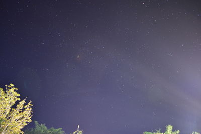 Low angle view of trees against star field at night