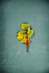 Close-up of yellow flowering plant against wall