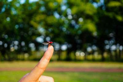 Close-up of insect on hand against blurred trees