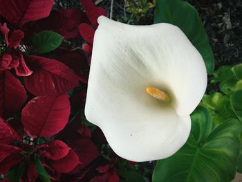 Close-up of white flower blooming outdoors