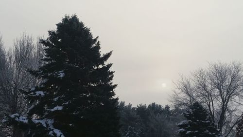 Low angle view of bare trees against sky