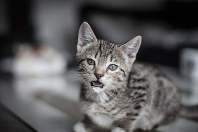 Close-up portrait of a cat